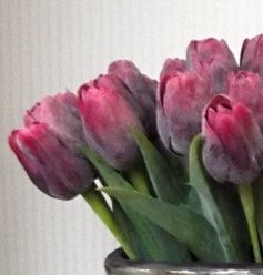 Fialový tulipán