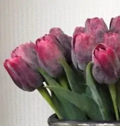 Fialový tulipán