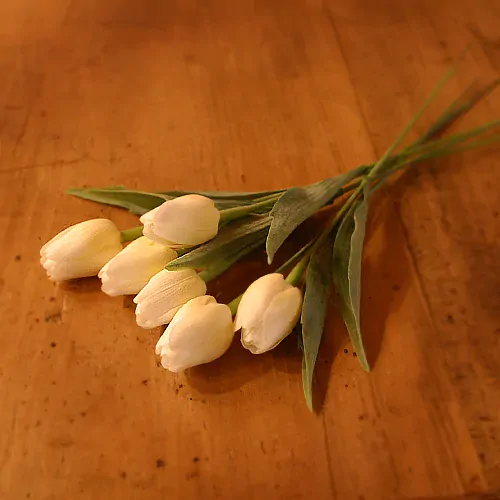 Smetanový tulipán